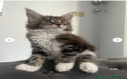 Maine Coon cats for sale: maine coon  - Image 2