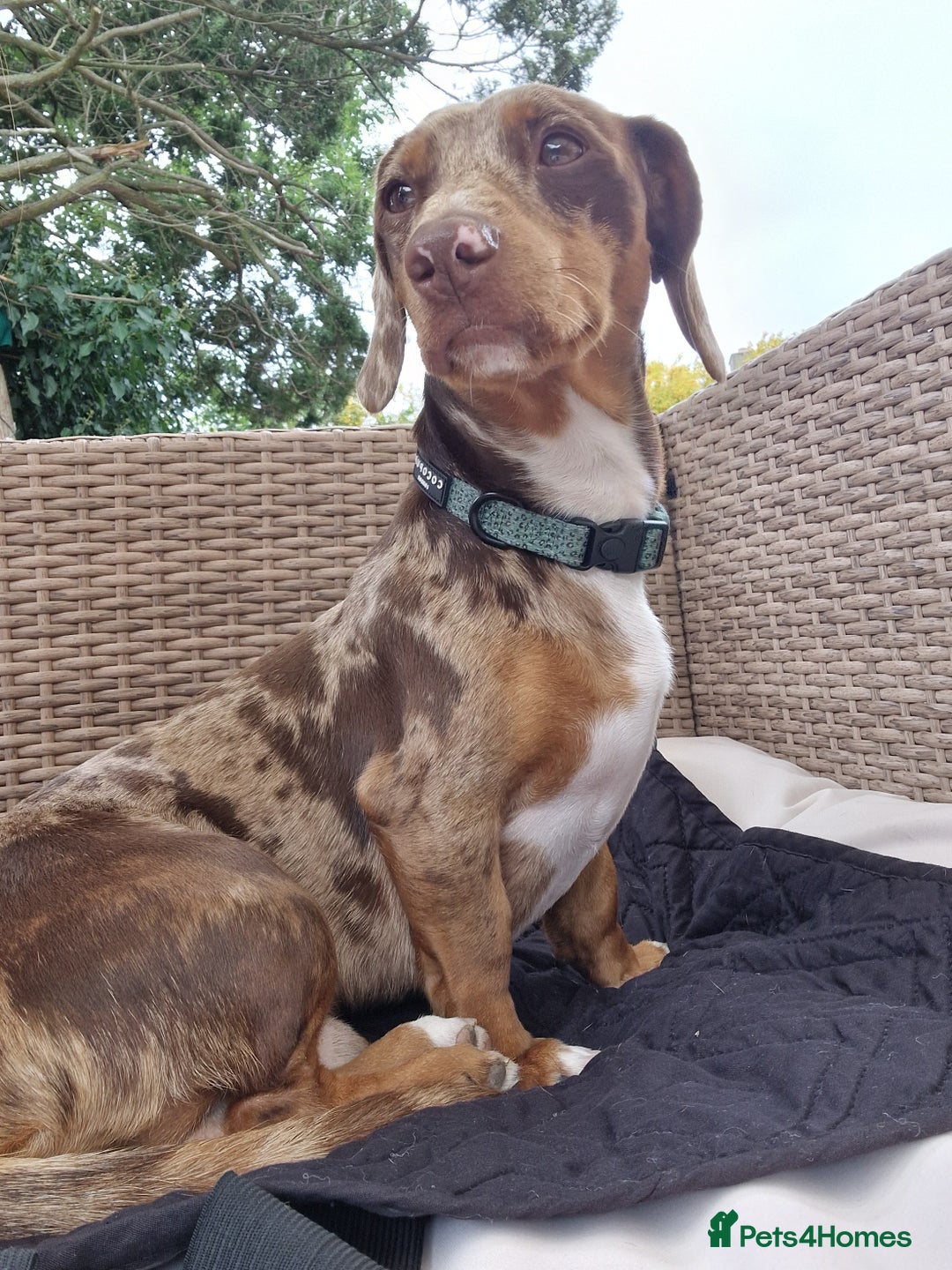 Dachshund dogs for stud: Daushound available for stud.  - Advert 5