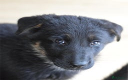 German Shepherd dogs for sale: German Shepherd Puppies - Image 7