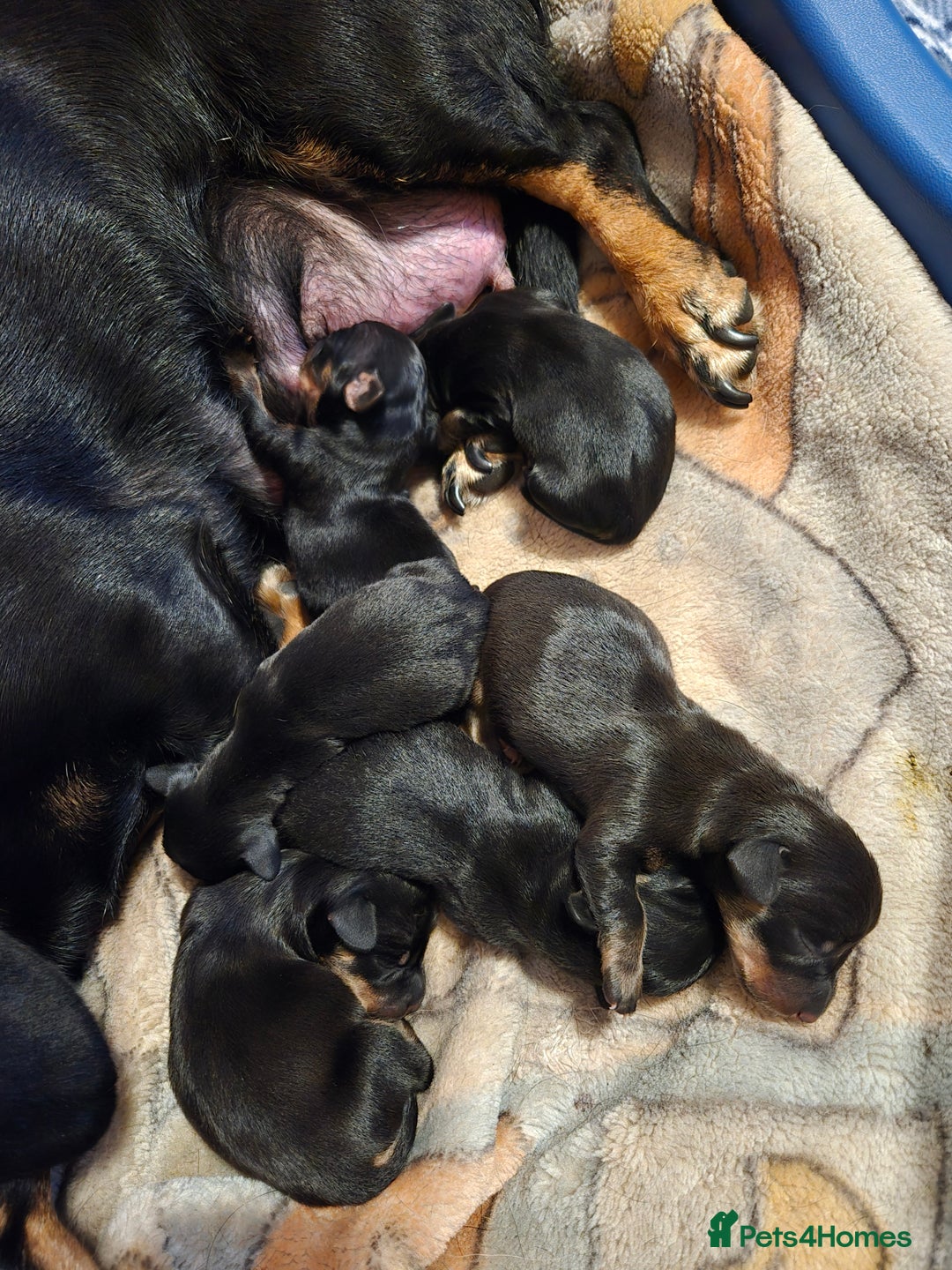 Dachshund dogs for sale: Miniature Dachshund crossbreed puppies - Advert 8