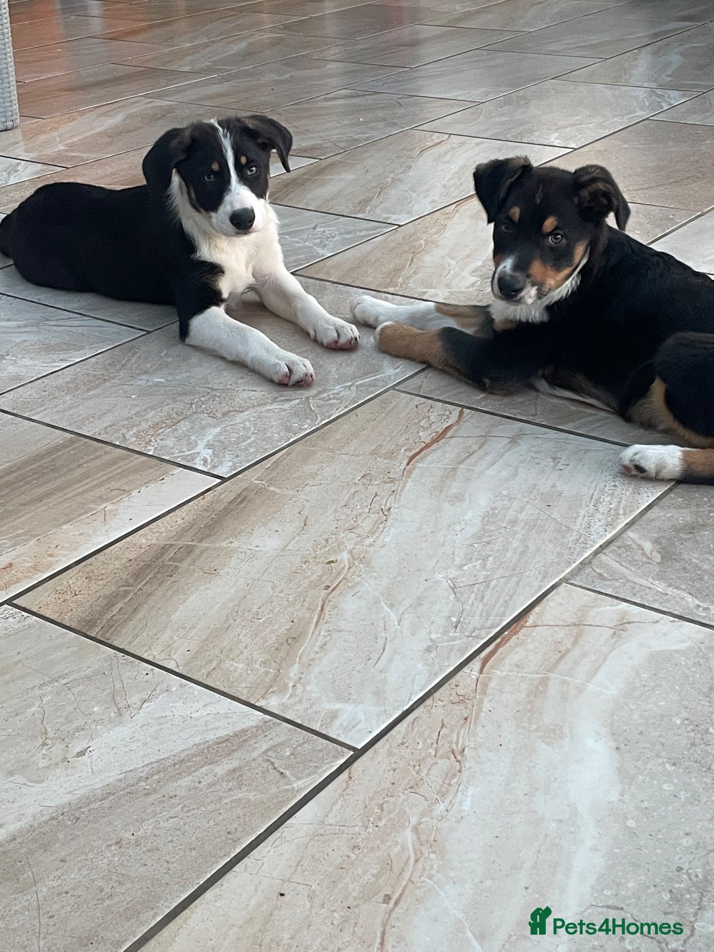 Australian Shepherd dogs Boys and girls available  - Advert 5
