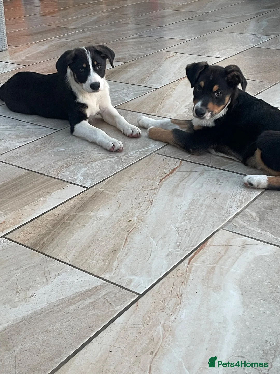 Australian Shepherd dogs for sale: Boys and girls available  - Advert 1