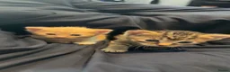 Mixed Breed cats for sale: 3 kittens for sale  - Advert 6