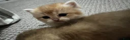 British Shorthair cats for sale: Beautiful BSH BLH NY12 kittens - Advert 5