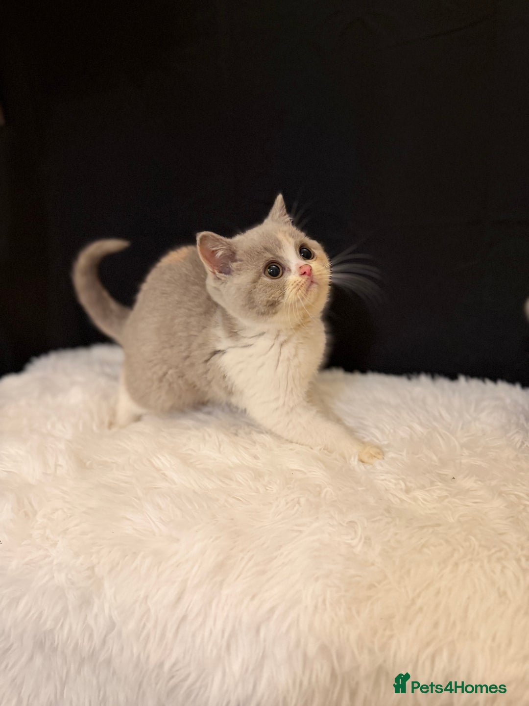 British Shorthair cats for sale: 😽Full Pedigree Registered BSH🌷Trusted Breeder - Advert 34