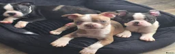 Boston Terrier dogs for sale: Ready now Stunning KC Boston Terrier puppies - Advert 18