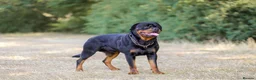 Rottweiler dogs for stud: Proven stud Hector 60kg plus Rottweiler KC Reg  - Advert 5