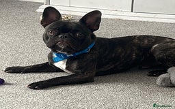 French Bulldog dogs for sale: 1 male and 2 female French Bulldogs for sale - Image 11
