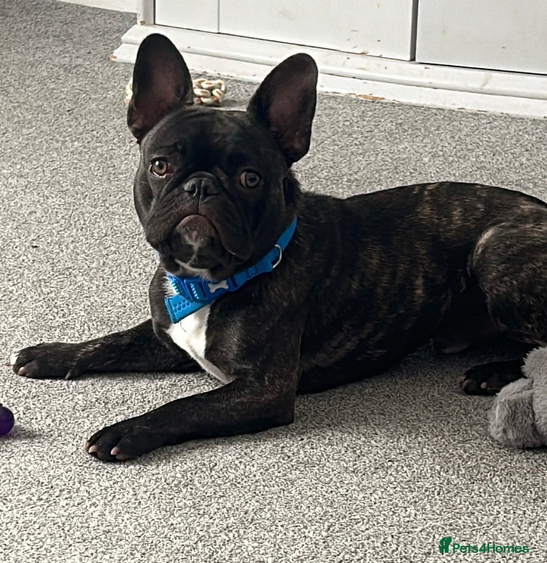 French Bulldog dogs for sale: 1 male and 2 female French Bulldogs for sale - Image 11