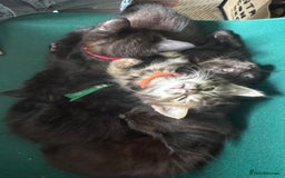 Mixed Breed cats for sale: Friendly and playful kittens  - Image 9