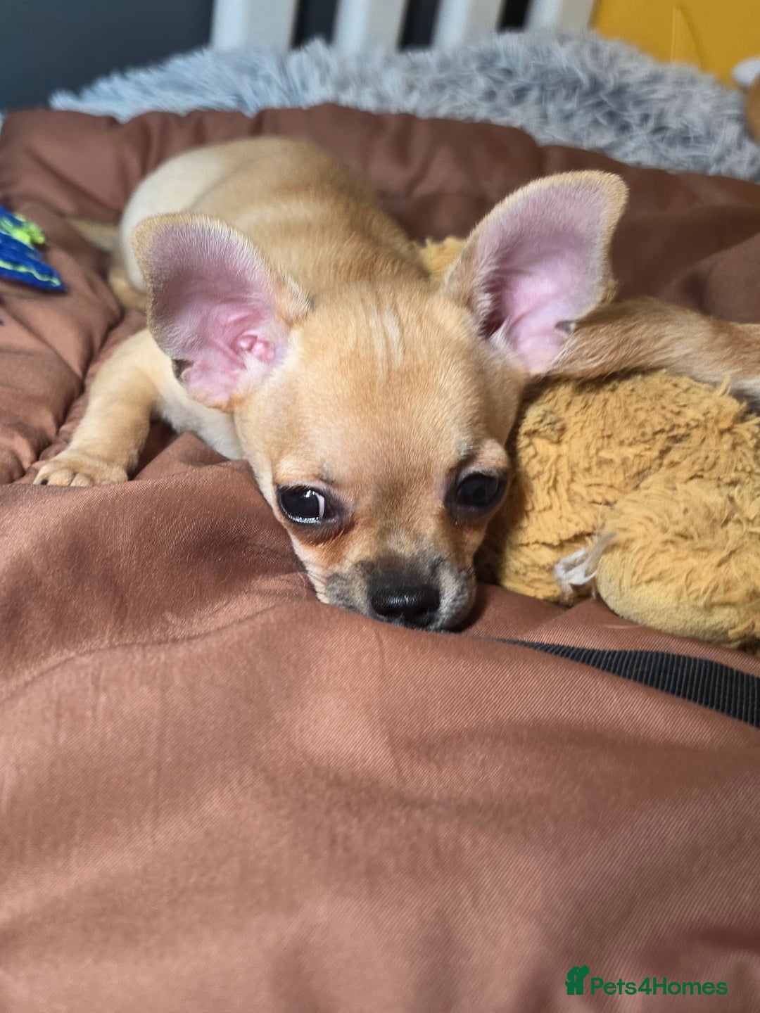 Chihuahua dogs for sale: CHIHUAHUA Girls Ready To Go - Advert 7