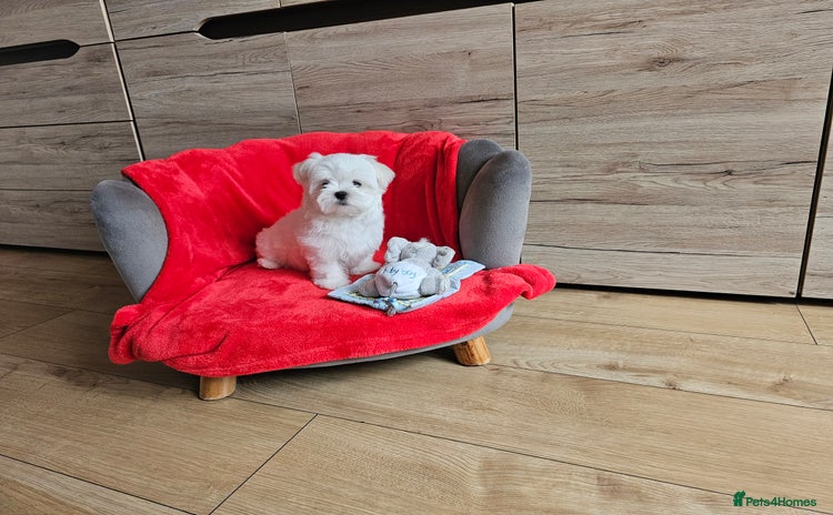 Maltese dogs - Advert 16