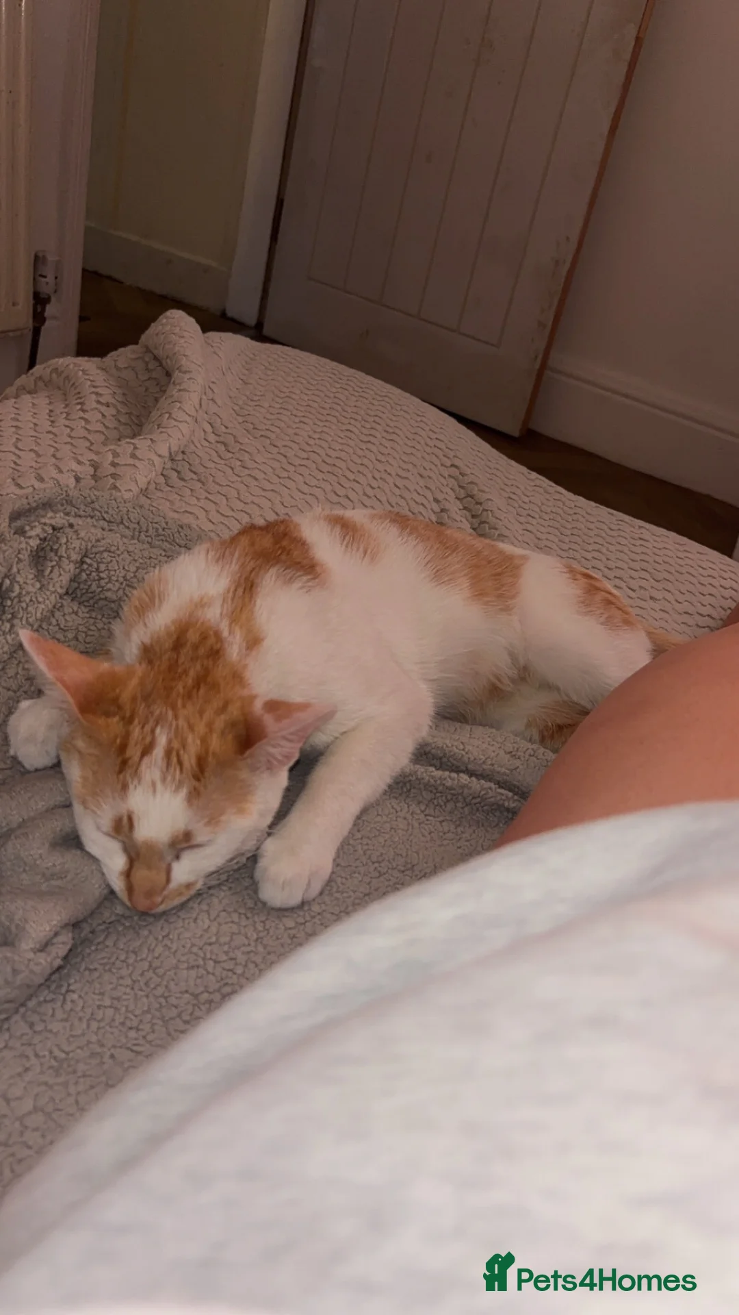 Mixed Breed cats for sale: Cat tabby - Advert 2