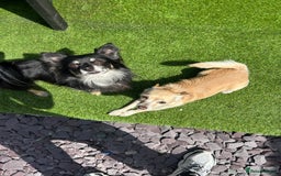 Chihuahua dogs for sale: Chihuahua pups  - Image 10
