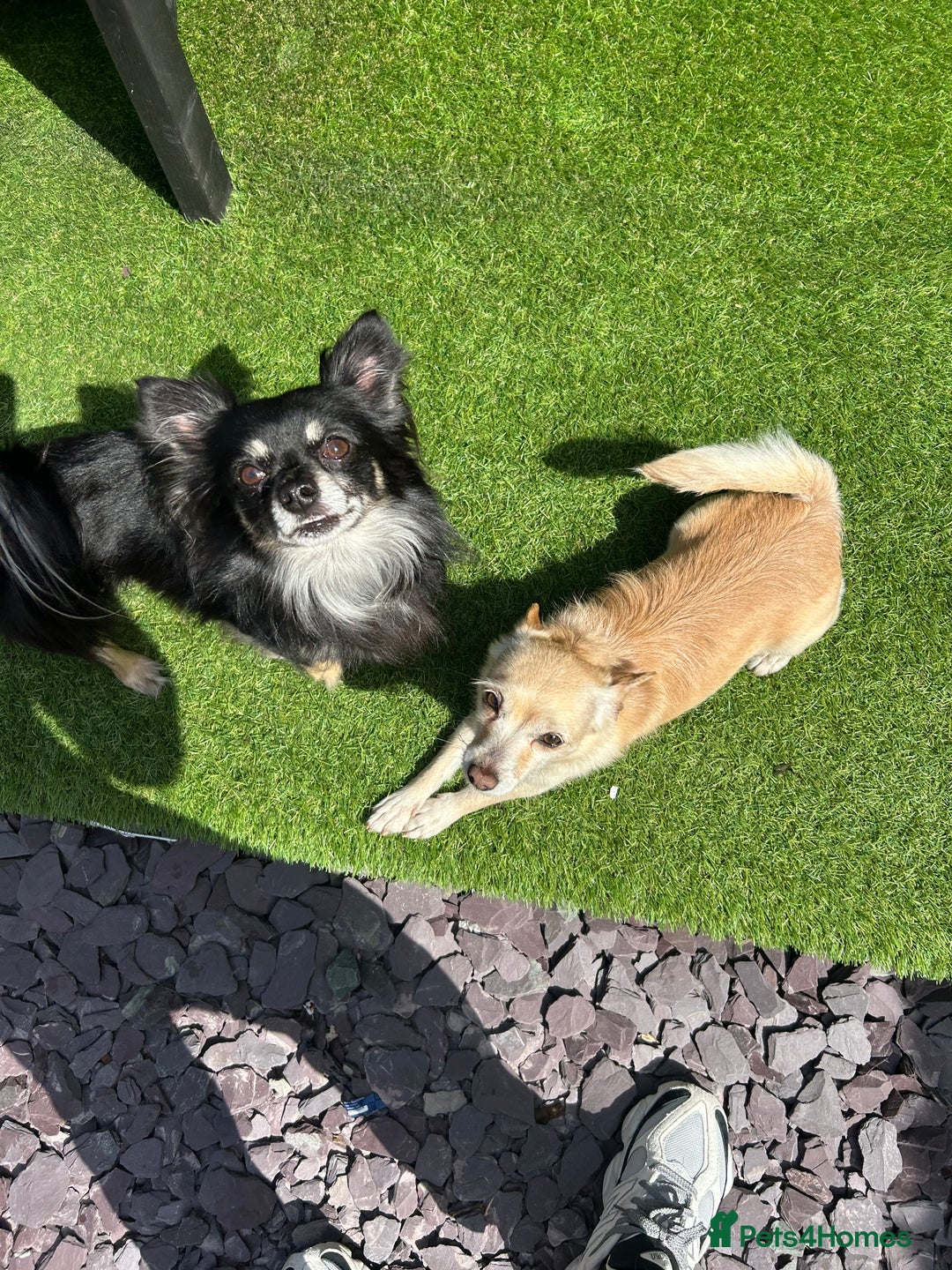 Chihuahua dogs for sale: Chihuahua pups  - Image 10