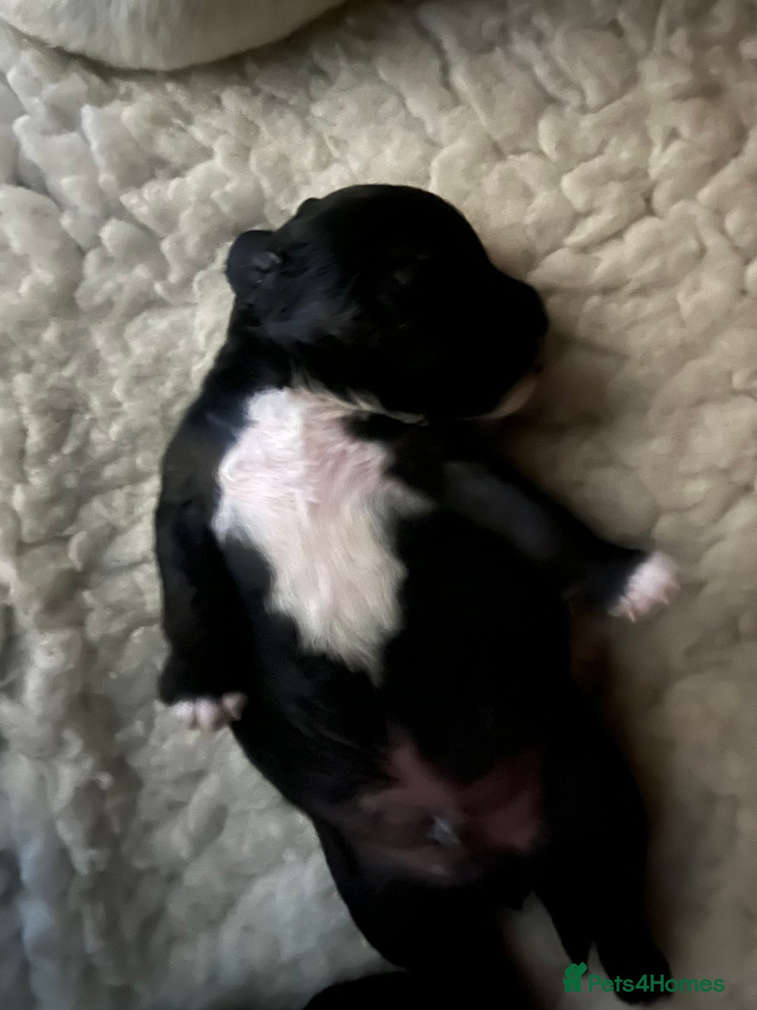 Patterdale Terrier dogs for sale: Patterdale/jack puppies **NEW YEAR NEW ADDITION♥️* - Advert 3