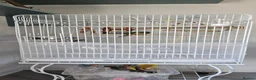 Conures birds for sale: Conure very tame for sale with cage in Canvey Island - Advert 5