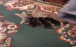 Mixed Breed cats for sale: Beautiful kittens ready for new home - Image 11