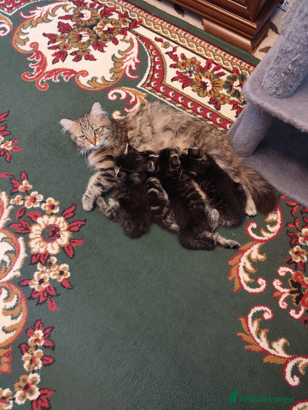 Mixed Breed cats for sale: Beautiful kittens ready for new home - Image 11
