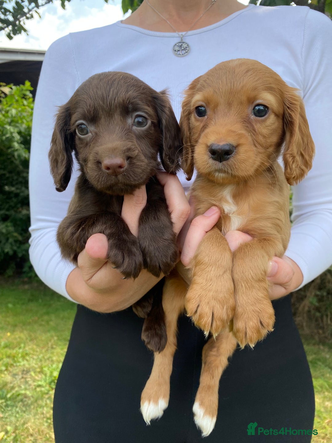 Cocker Spaniel dogs for sale: Carefully bred Kc FTW sired cocker spaniel pups,  - Image 20
