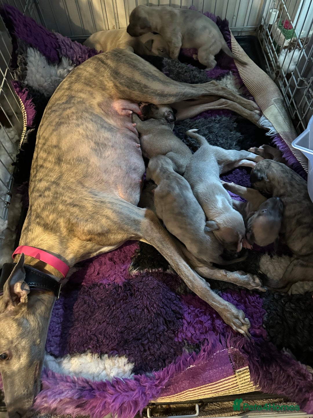 Whippet dogs for sale: 2 kc reg whippets - Image 5