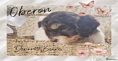 Cockapoo dogs - Advert 6