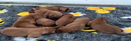 Labrador Retriever dogs for sale: Stunning KC Fox Red Boys & Girls Labradors  - Advert 11