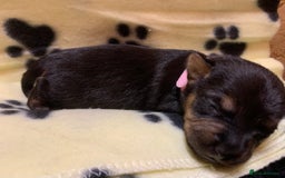 Jack Russell dogs for sale: Jack Russell Puppies  - Image 32