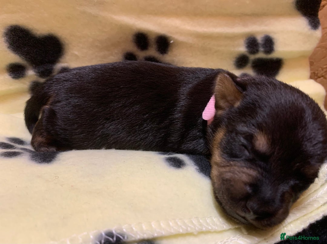 Jack Russell dogs for sale: Jack Russell Puppies  - Image 32