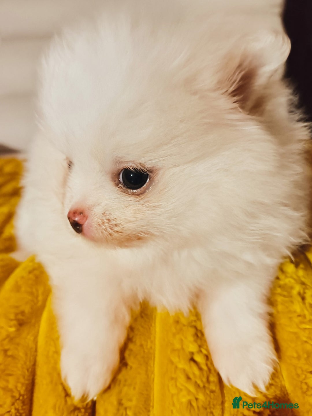 Pomeranian dogs for sale: 1 girl left - white/cream KC Pomeranian puppies  - Advert 23