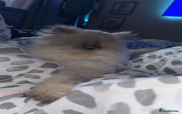 Persian cats for sale: 2 female Persian sisters  - Image 5