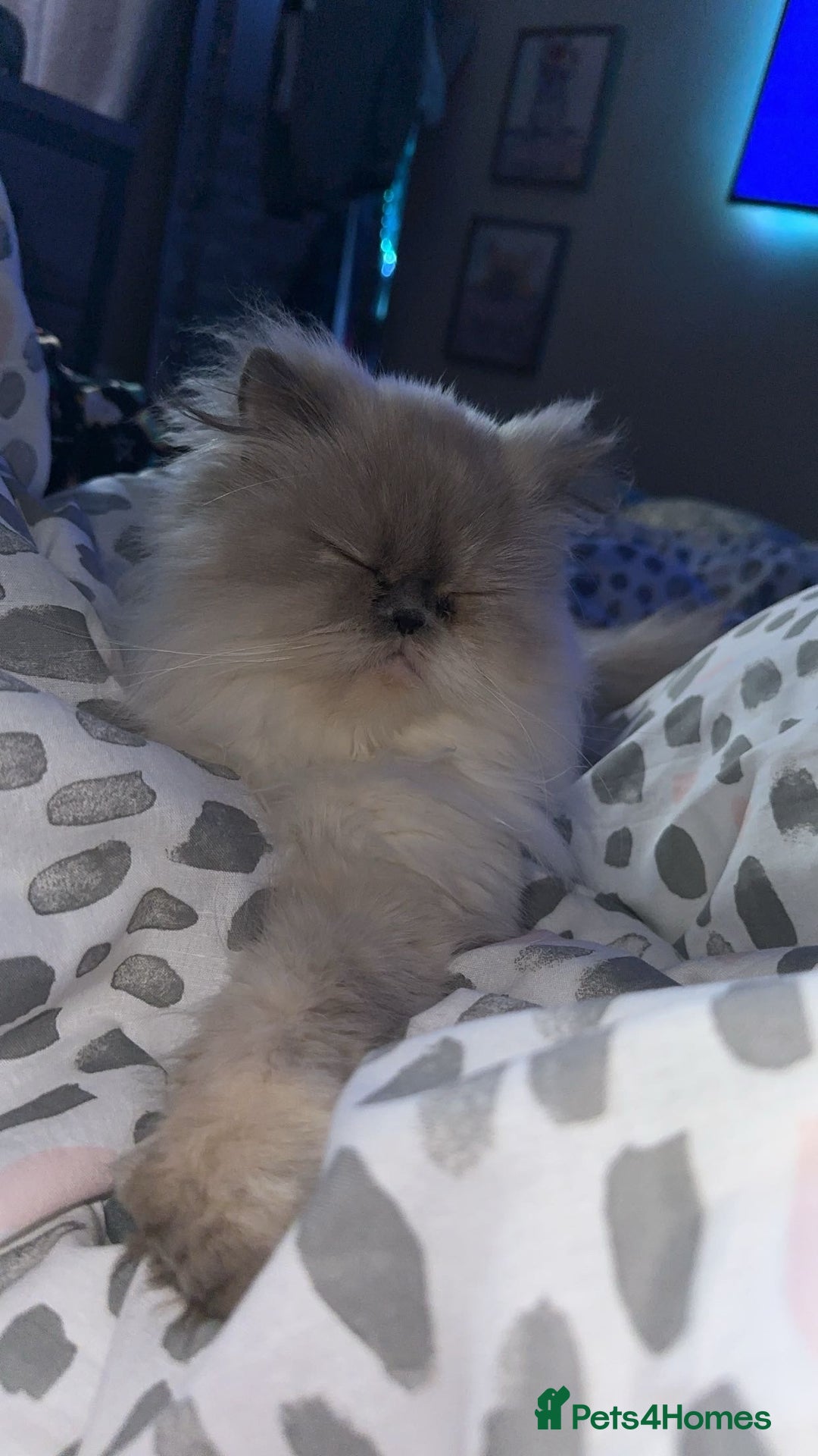 Persian cats for sale: 2 female Persian sisters  - Image 5