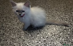 Ragdoll cats for sale: Pedigree Point Ragdoll kittens  - Image 10