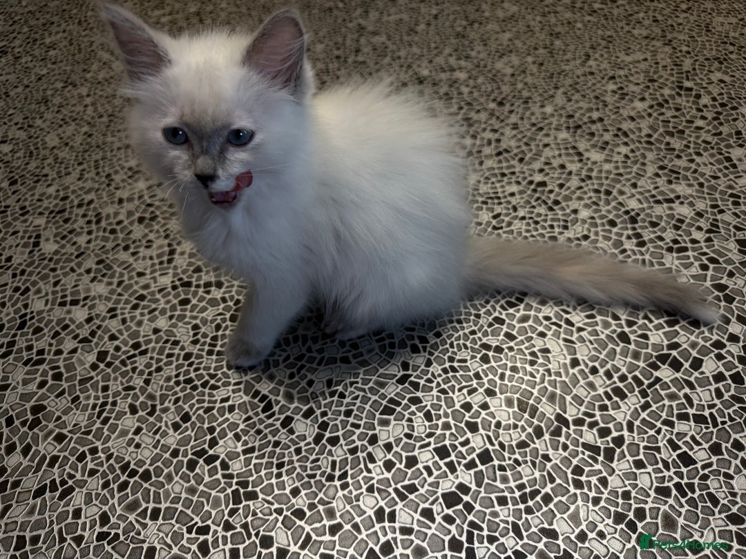 Ragdoll cats for sale: Pedigree Point Ragdoll kittens  - Image 10