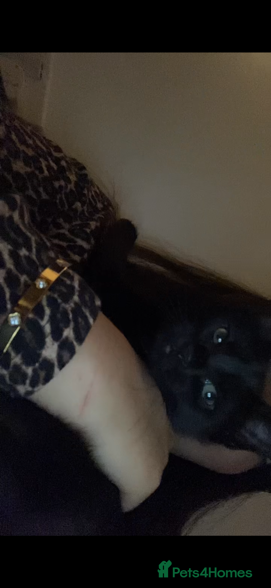 British Shorthair cats for sale: Kleo for sale - Advert 2