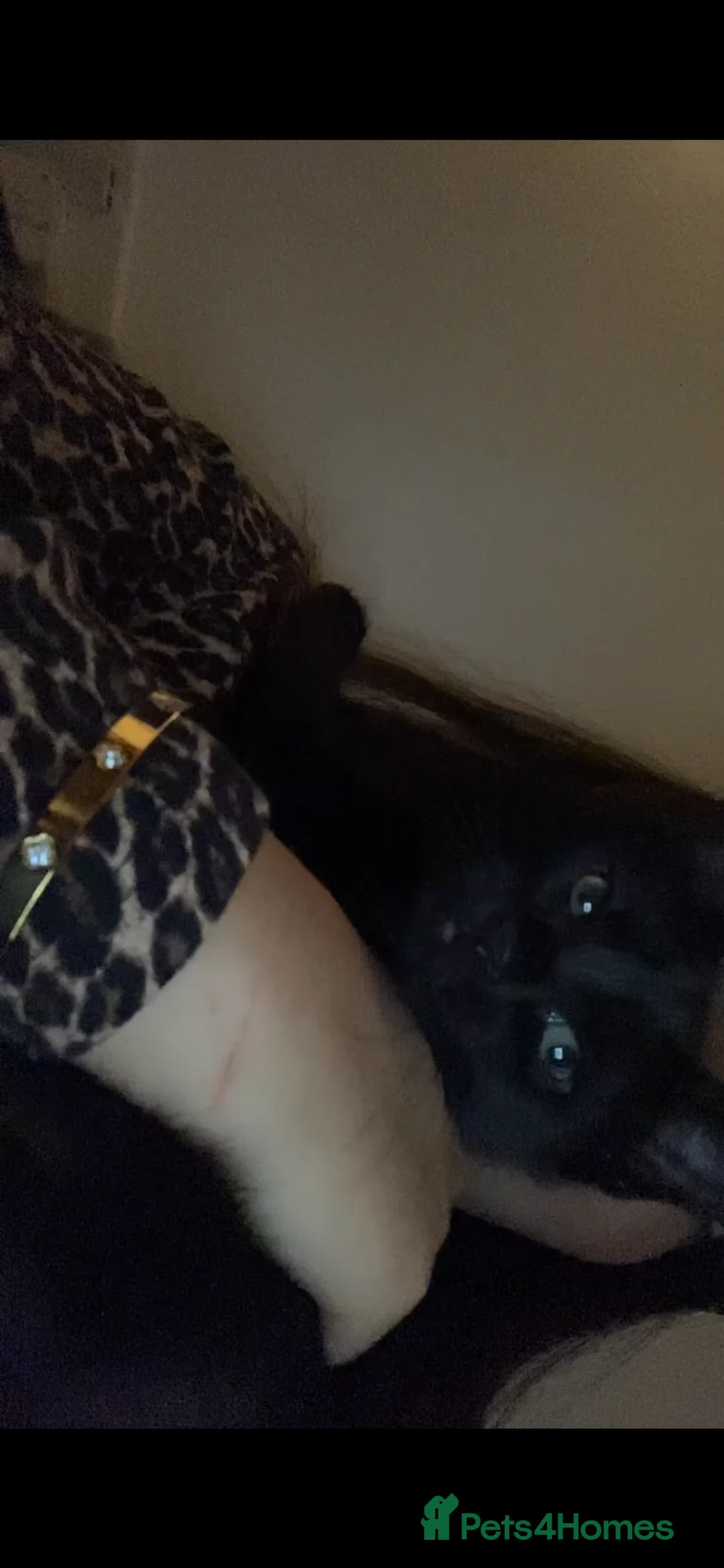 British Shorthair cats for sale: Kleo for sale - Advert 2