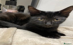 American Shorthair cats for sale: Dahlia- 8 Week Old American Shorthair Kitten - Image 1