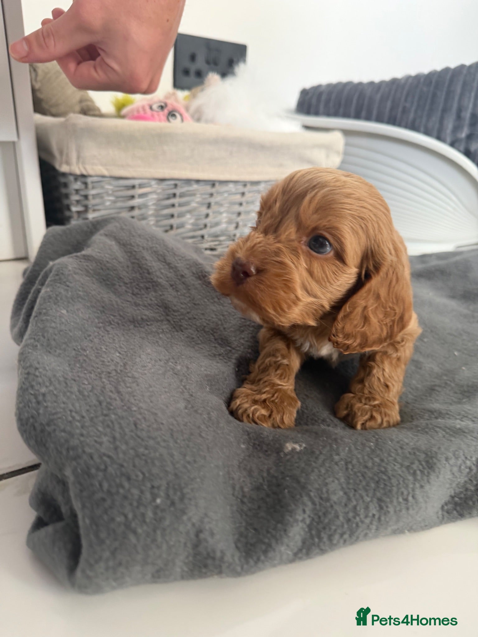 Cockapoo dogs ready to leave cockapoo puppies starting at £800 - Advert 5