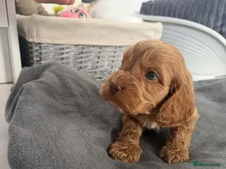 Cockapoo dogs ready to leave cockapoo puppies starting at £800 - Advert 5