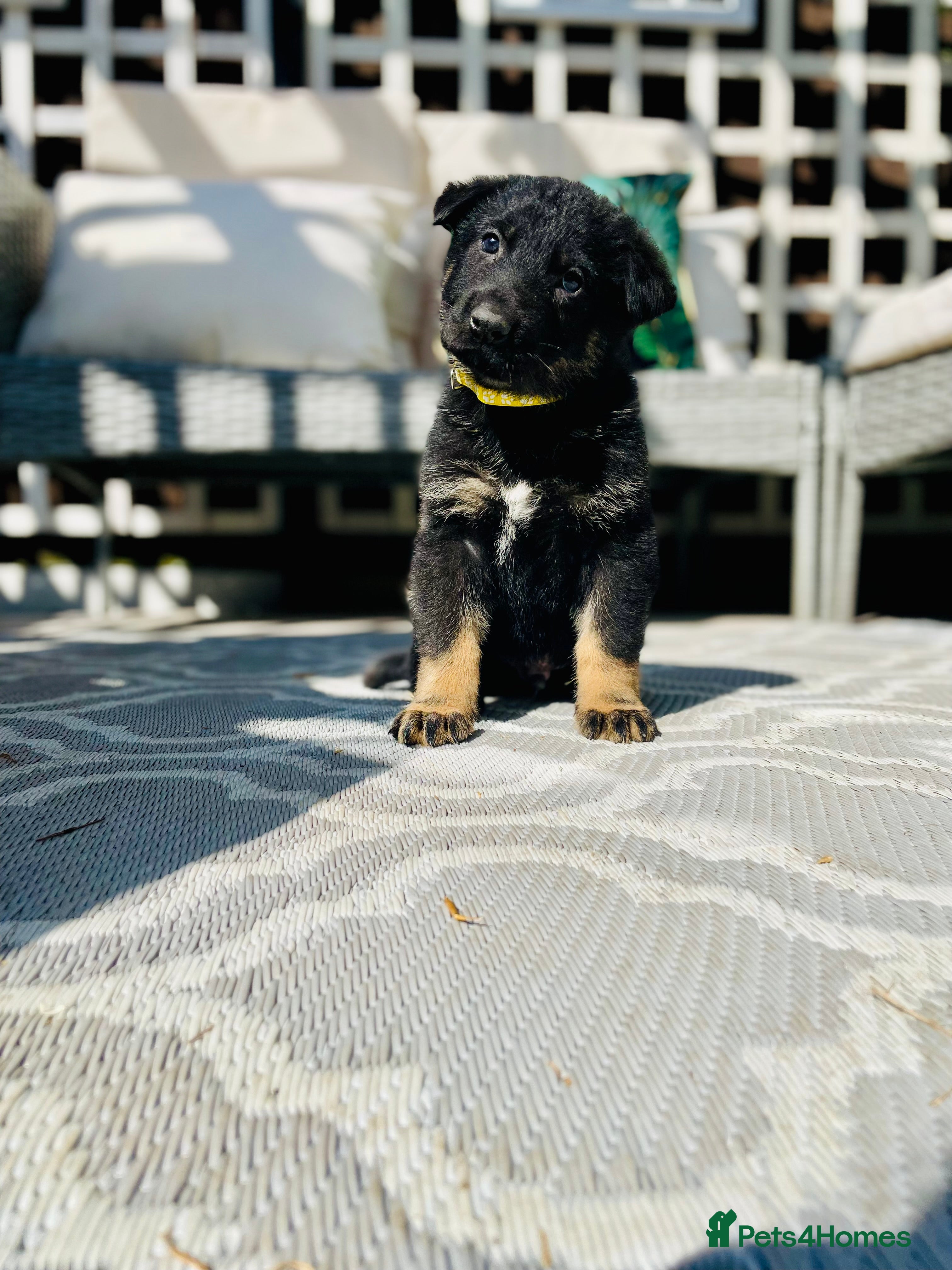 German Shepherd dogs Pedigree Club documents german shepherds puppies - Advert 2