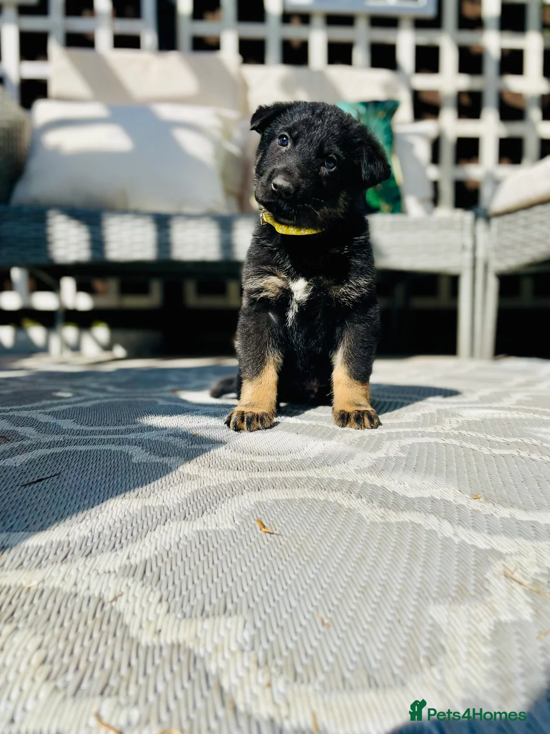 German Shepherd dogs for sale: Pedigree Club documents german shepherds puppies - Advert 2