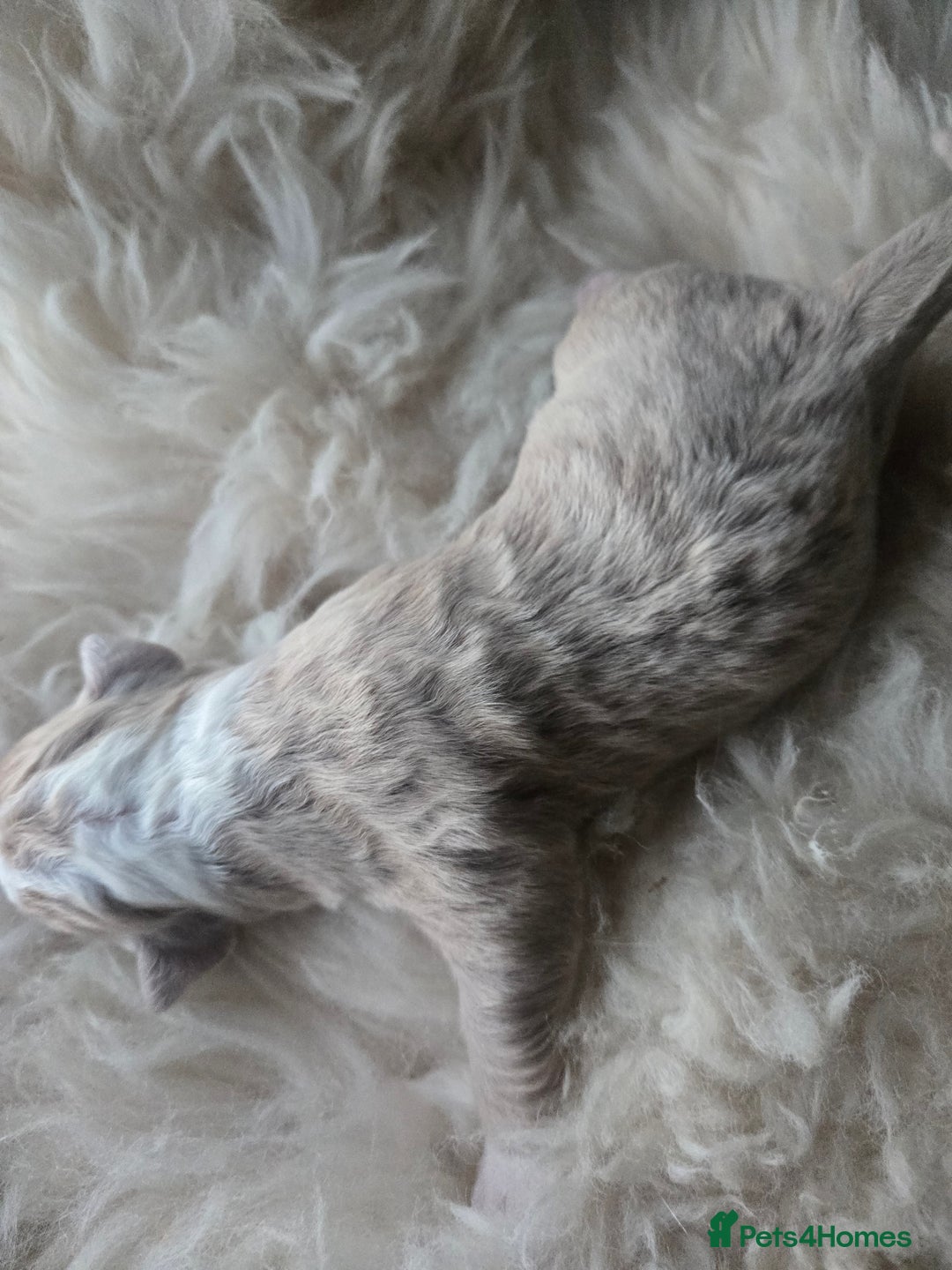 Olde English Bulldogge dogs for sale: Mammut : Fluffy Olde English Bulldog puppies. - Advert 39