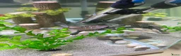 Turtle reptiles for sale: Turtle and tank in Newcastle upon Tyne - Advert 4