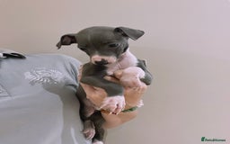 Italian Greyhound dogs for sale: Beautiful KC Reg Italian Greyhound Babies - Image 1