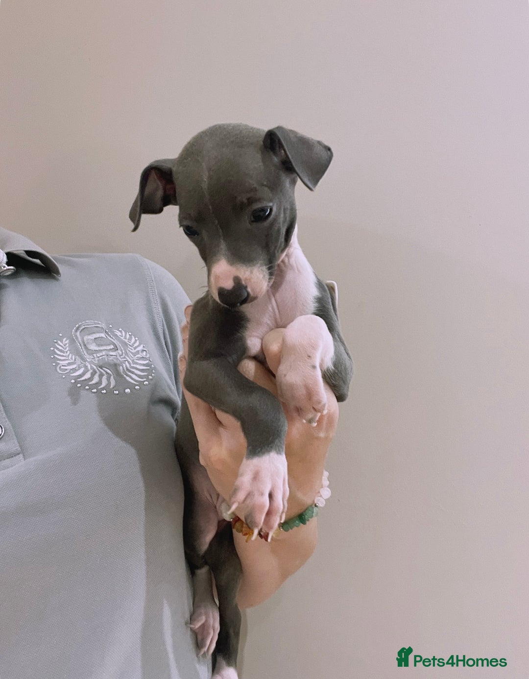 Italian Greyhound dogs for sale: Beautiful KC Reg Italian Greyhound Babies - Image 1