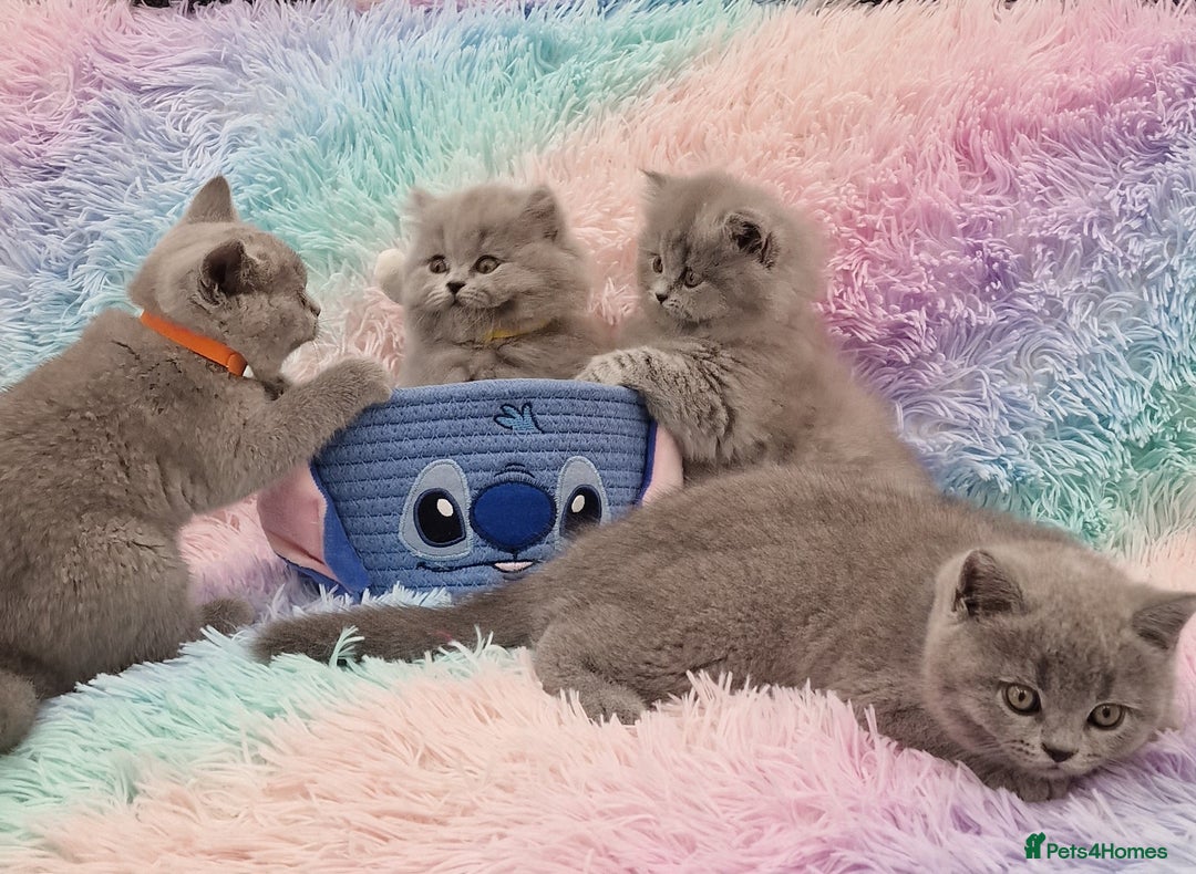 British Shorthair cats for sale: 💙British Shorthair and Long.. Blue kittens ❤️💛💚 - Image 2