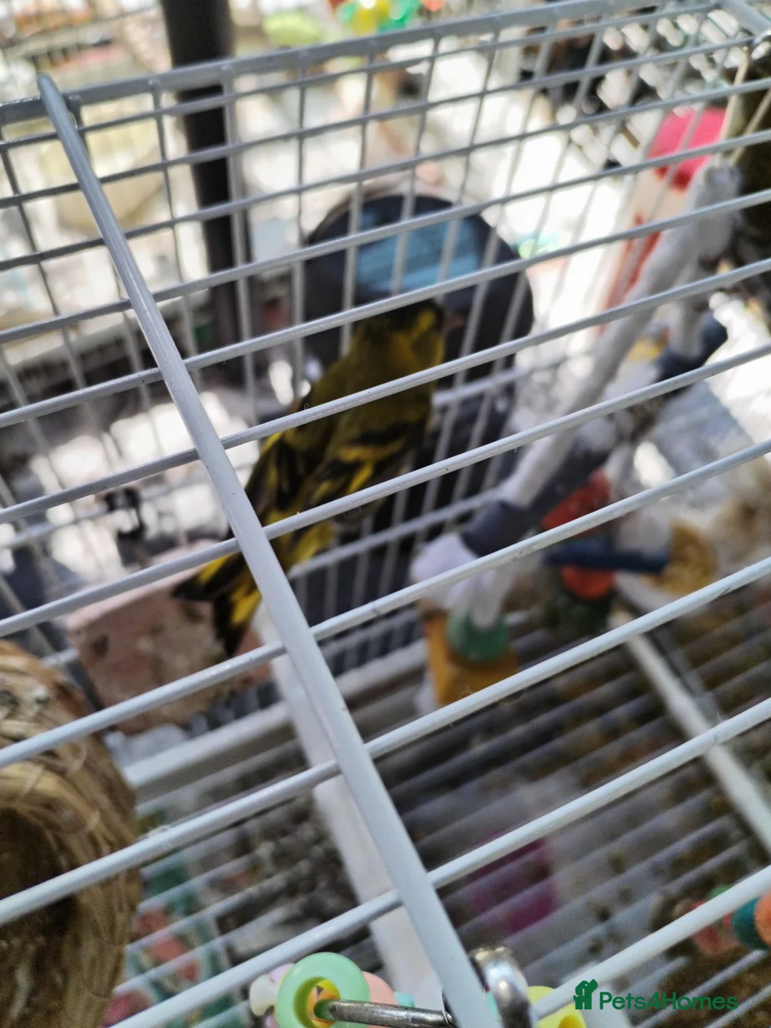 Canaries birds for sale: Beautiful siskins - Advert 7