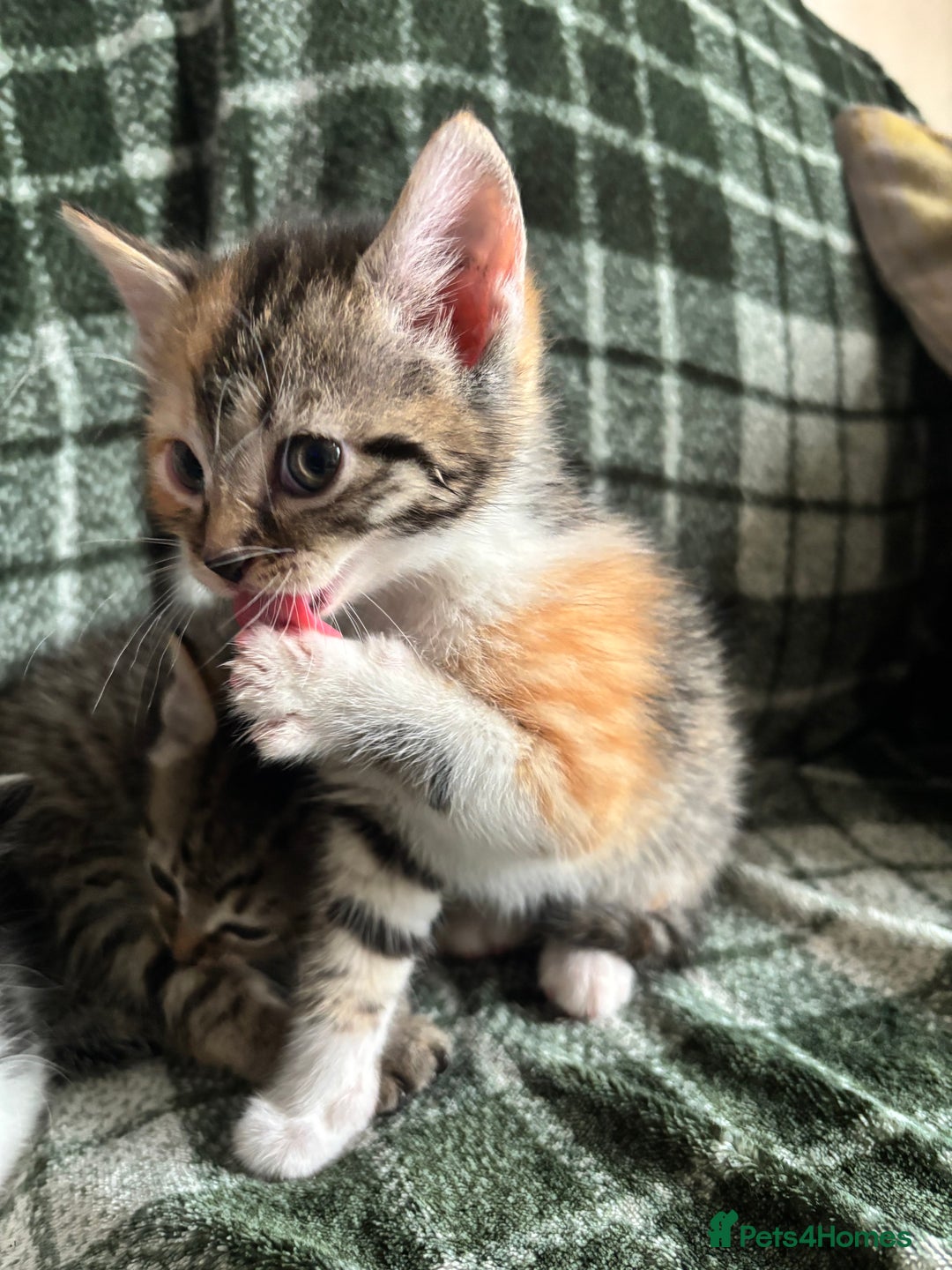 Domestic Shorthair cats for sale: Beautiful shorthair mixed colour kittens  - Image 13
