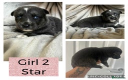 Shepsky dogs for sale: German Shepherd X Husky puppies  - Image 3