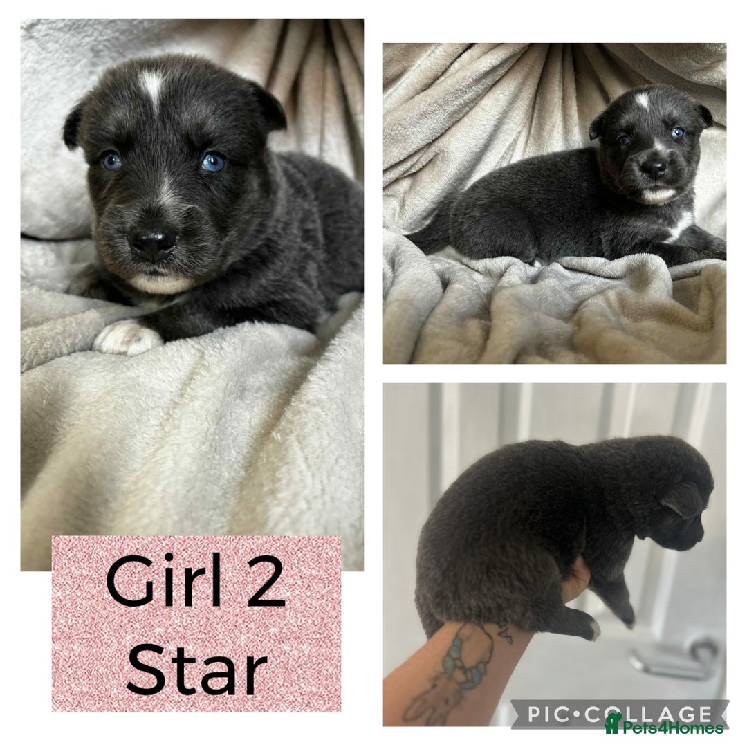 Shepsky dogs for sale: German Shepherd X Husky puppies  - Image 3